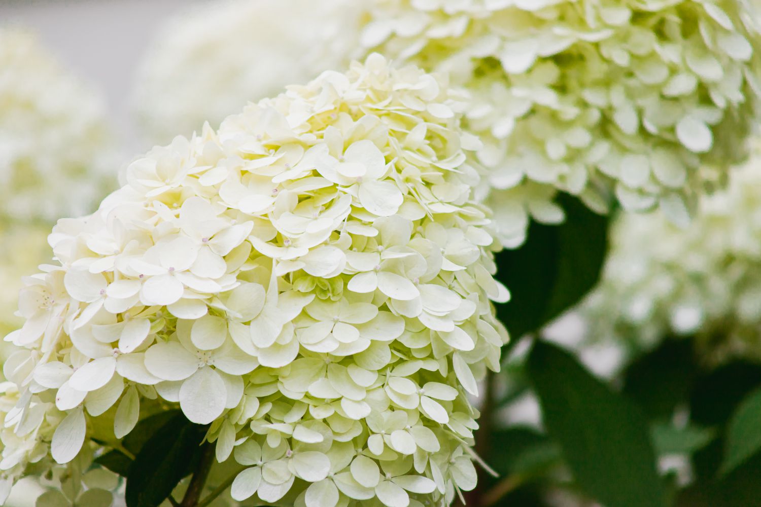 Schneeball Viburnum Nahaufnahme