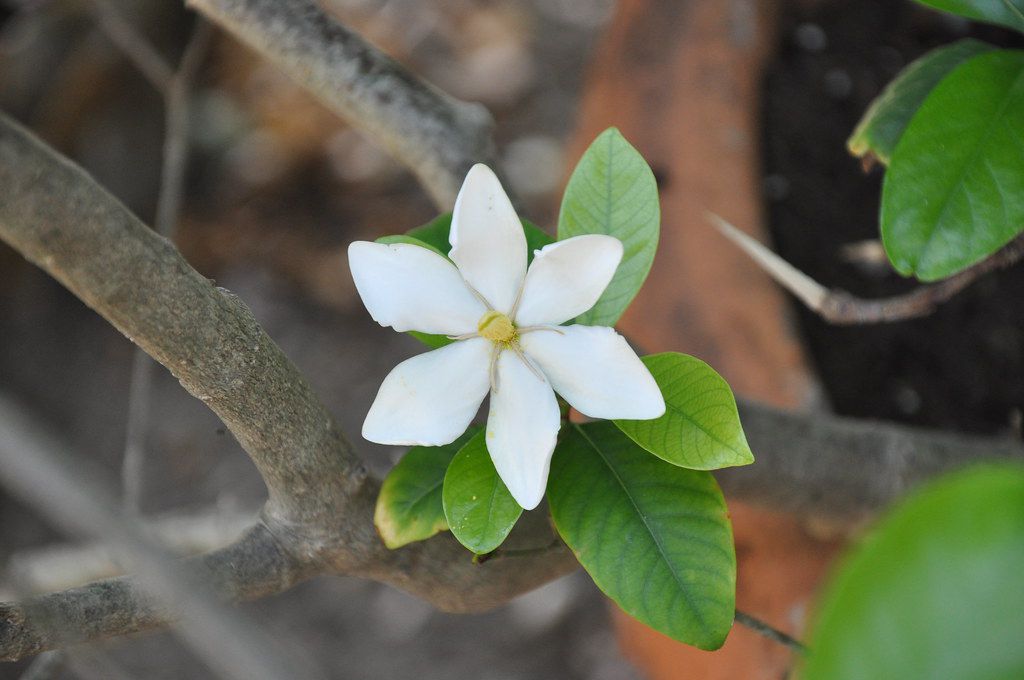 Gardenia radicans