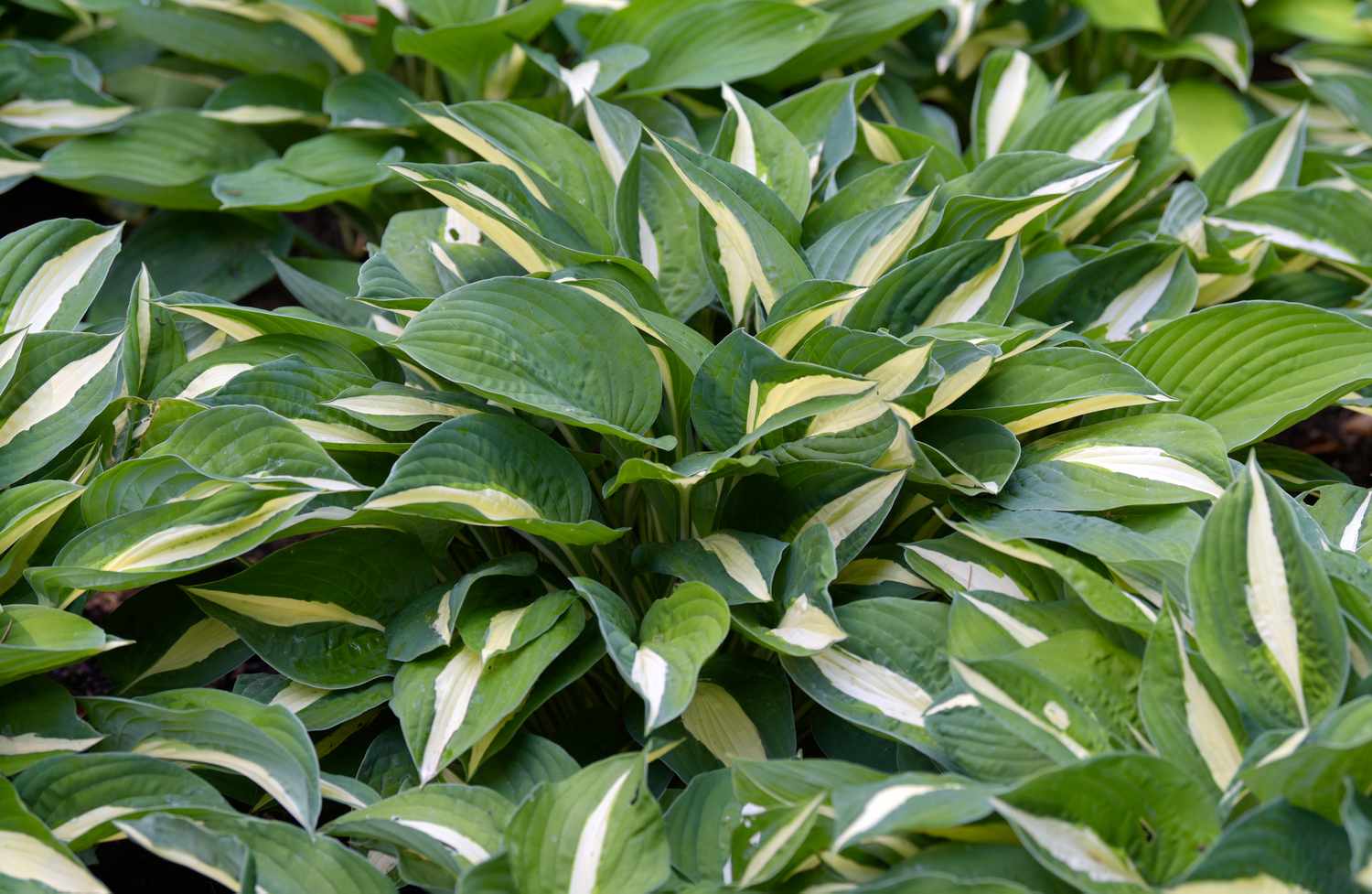 Primer plano de la planta Hosta con hojas abigarradas blancas, amarillas y verdes