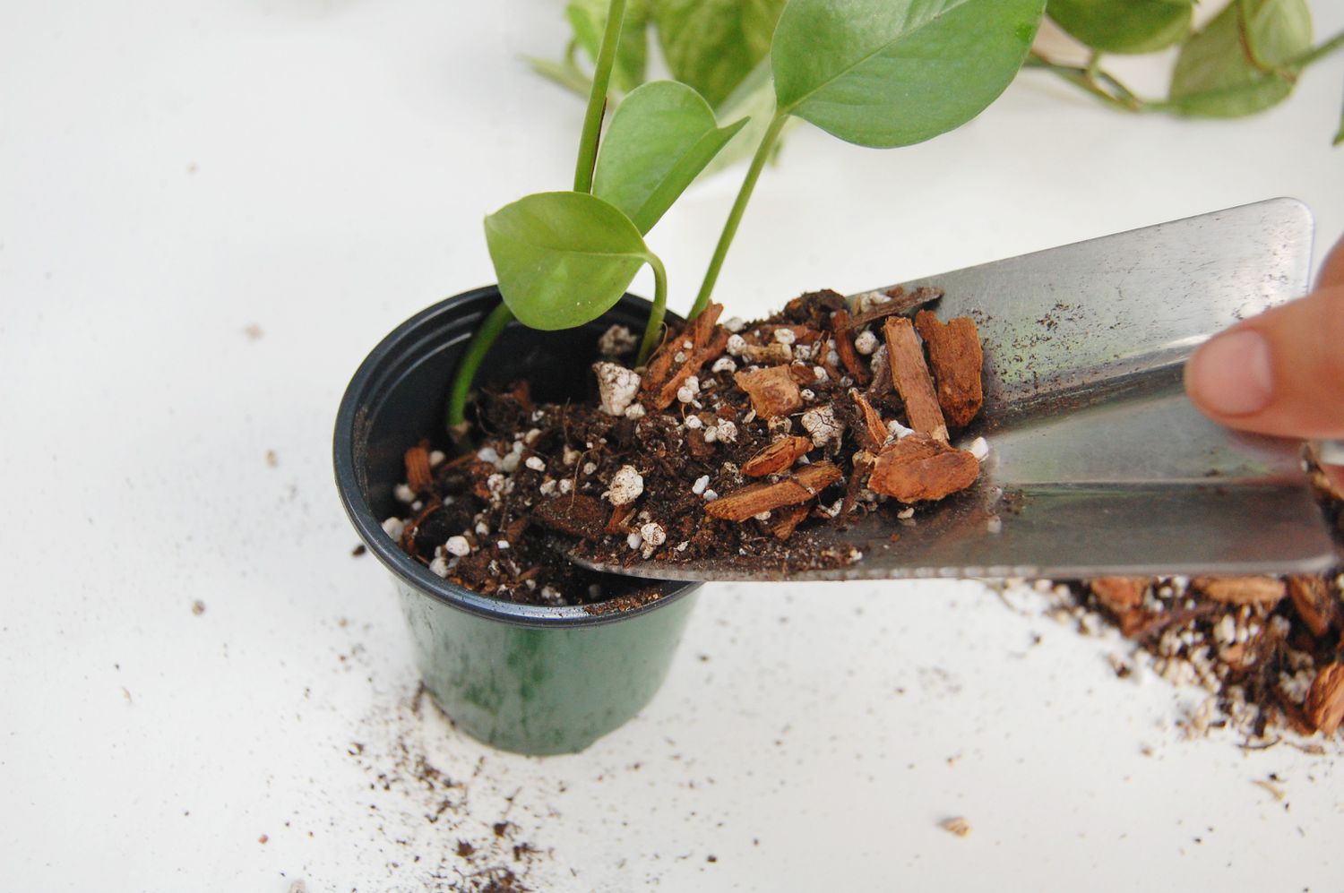 Pothos-Stecklinge werden in eine gut durchlässige Erdmischung gepflanzt.