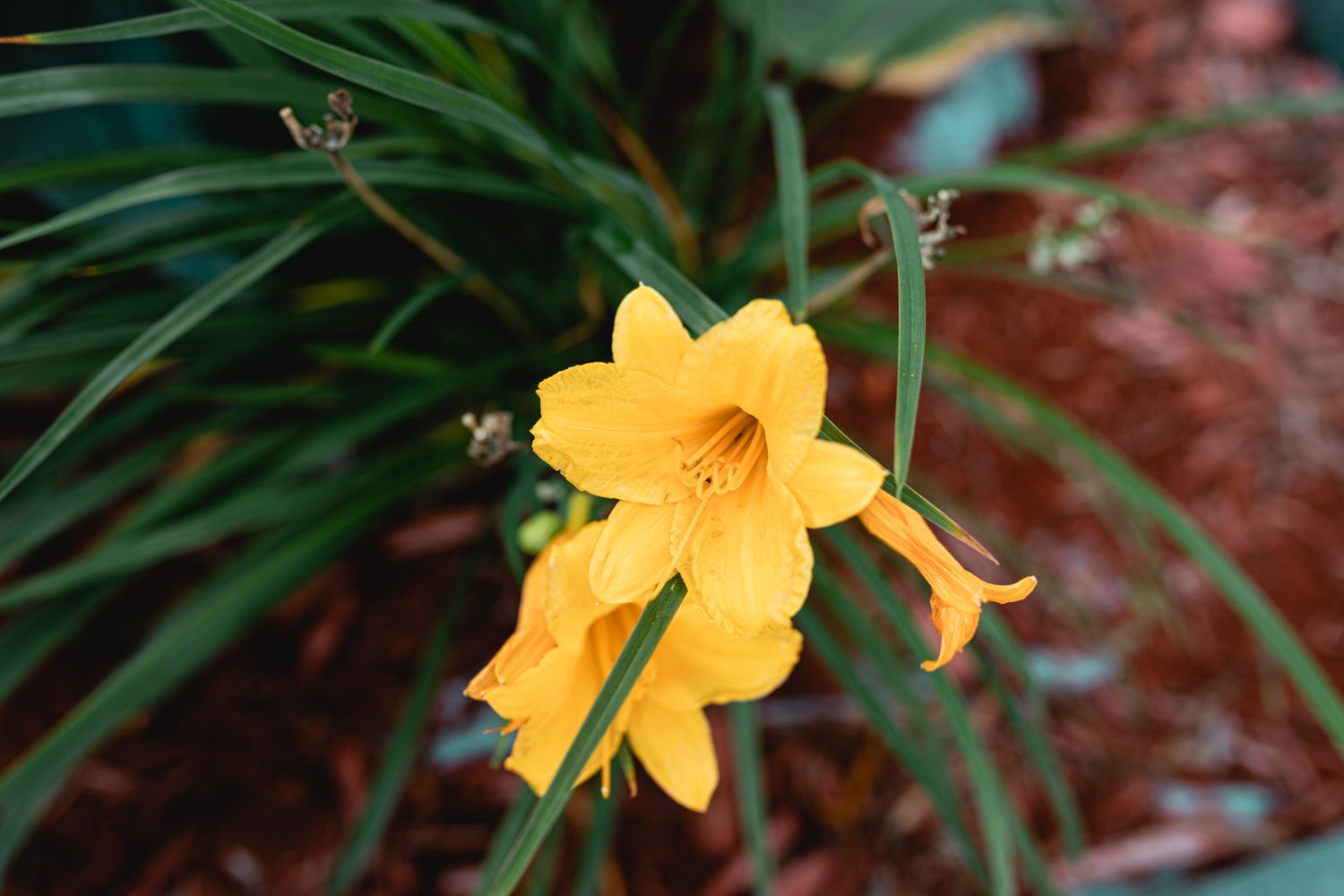 stella de oro lilies