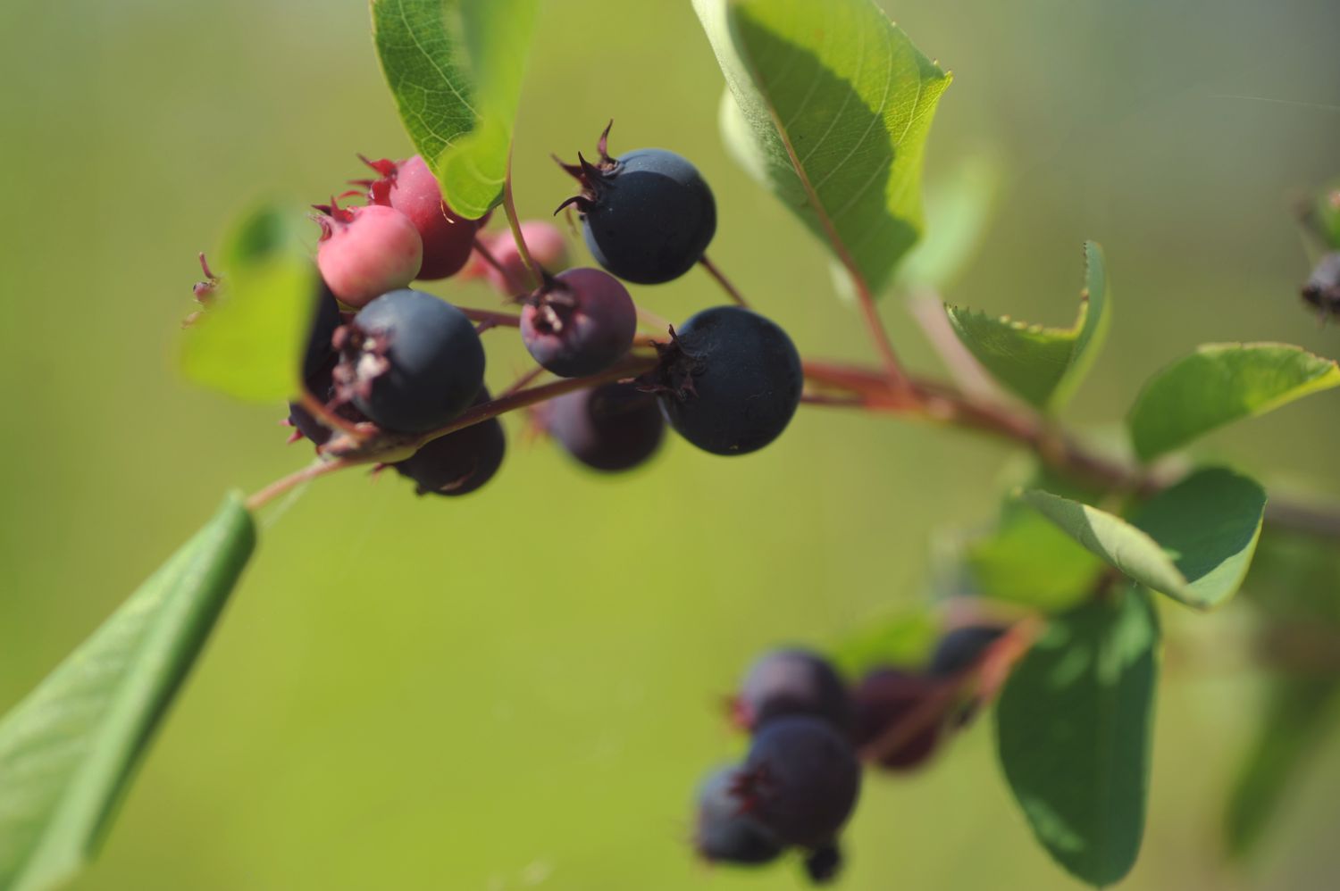 Saskatoon serviceberry tree branch with small blue and pink berries and leaves closeup