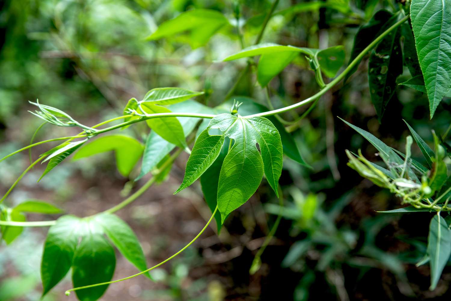 Pasiflora morada planta fina con grandes hojas partidas
