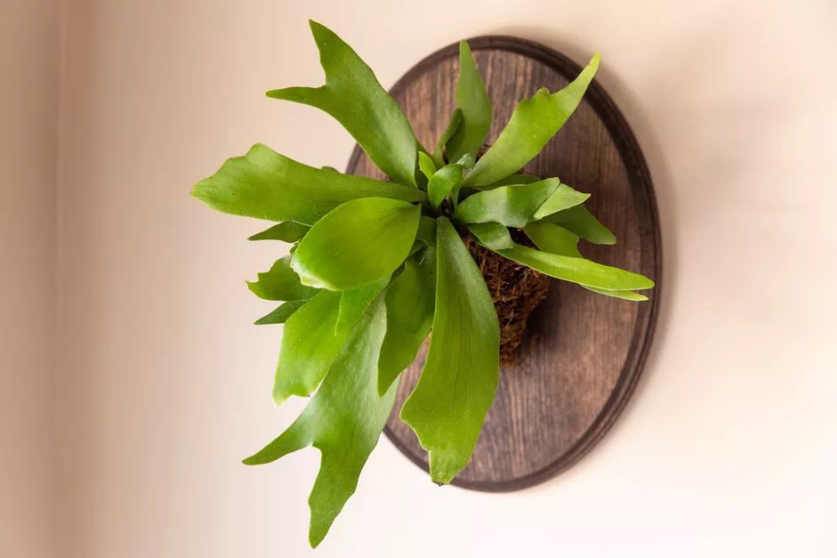 Staghorn fern hanging off a wodden display on a wall