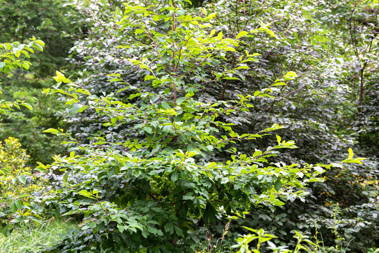 Árvore de goma preta com folhas verdes brilhantes no meio de uma área arborizada