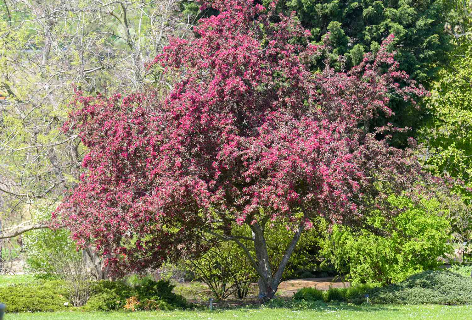 9 Árboles y arbustos ornamentales de hoja morada