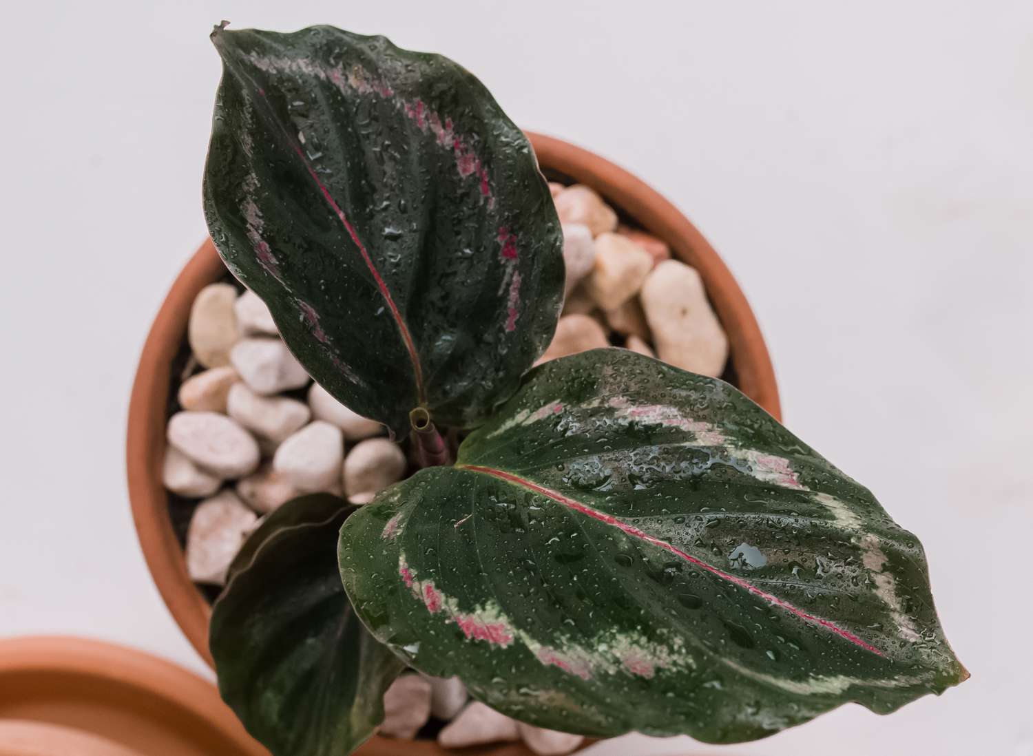 Nahaufnahme von Calathea-Blättern