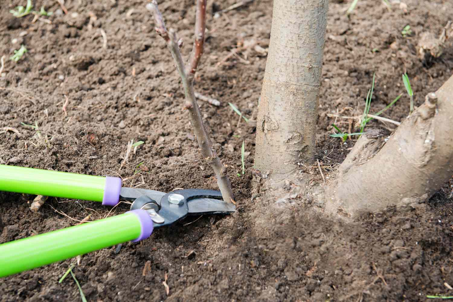 Apfelbaumschösslinge in Bodennähe mit hellgrüner Schere geschnitten