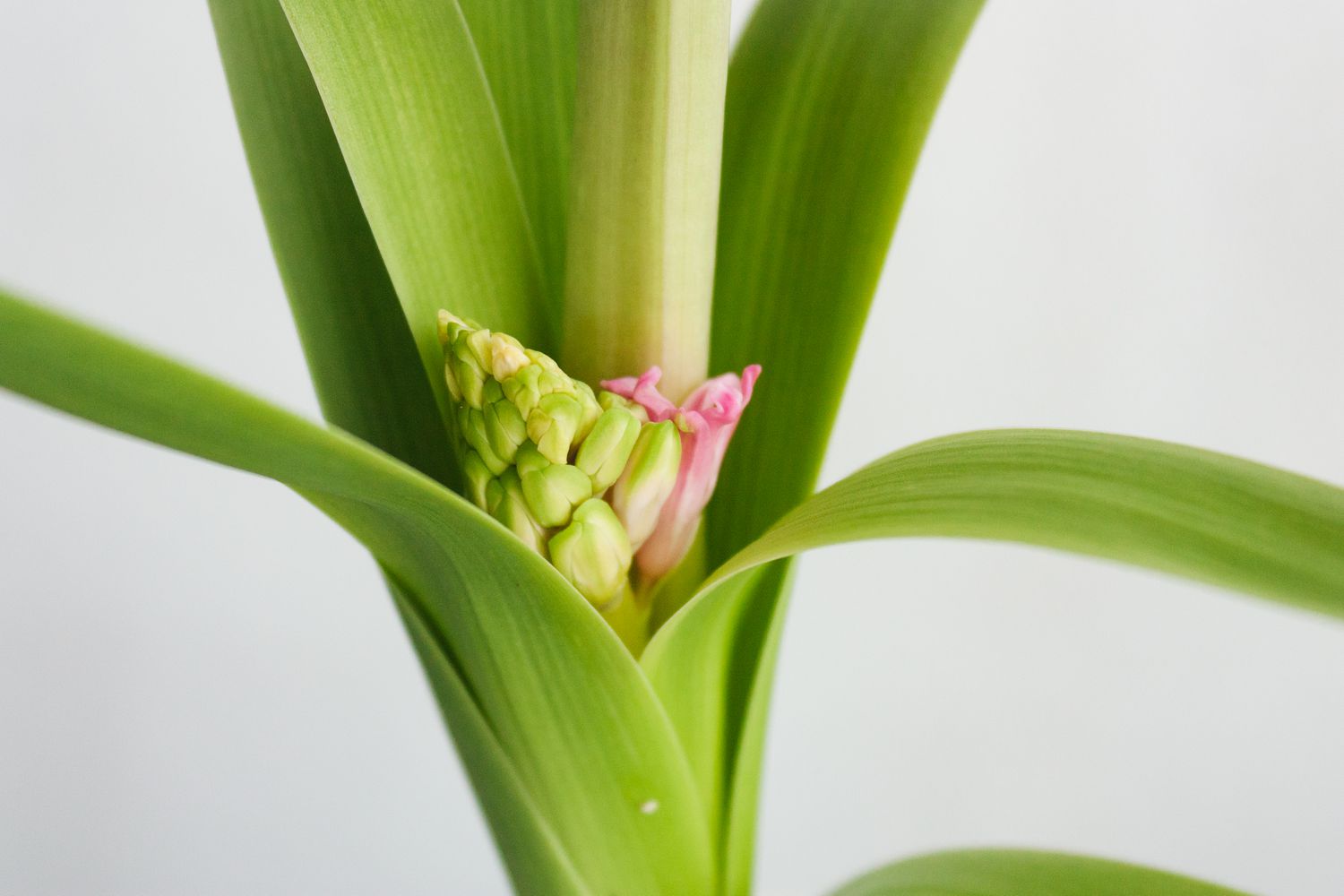 closeup of hyacinth bud