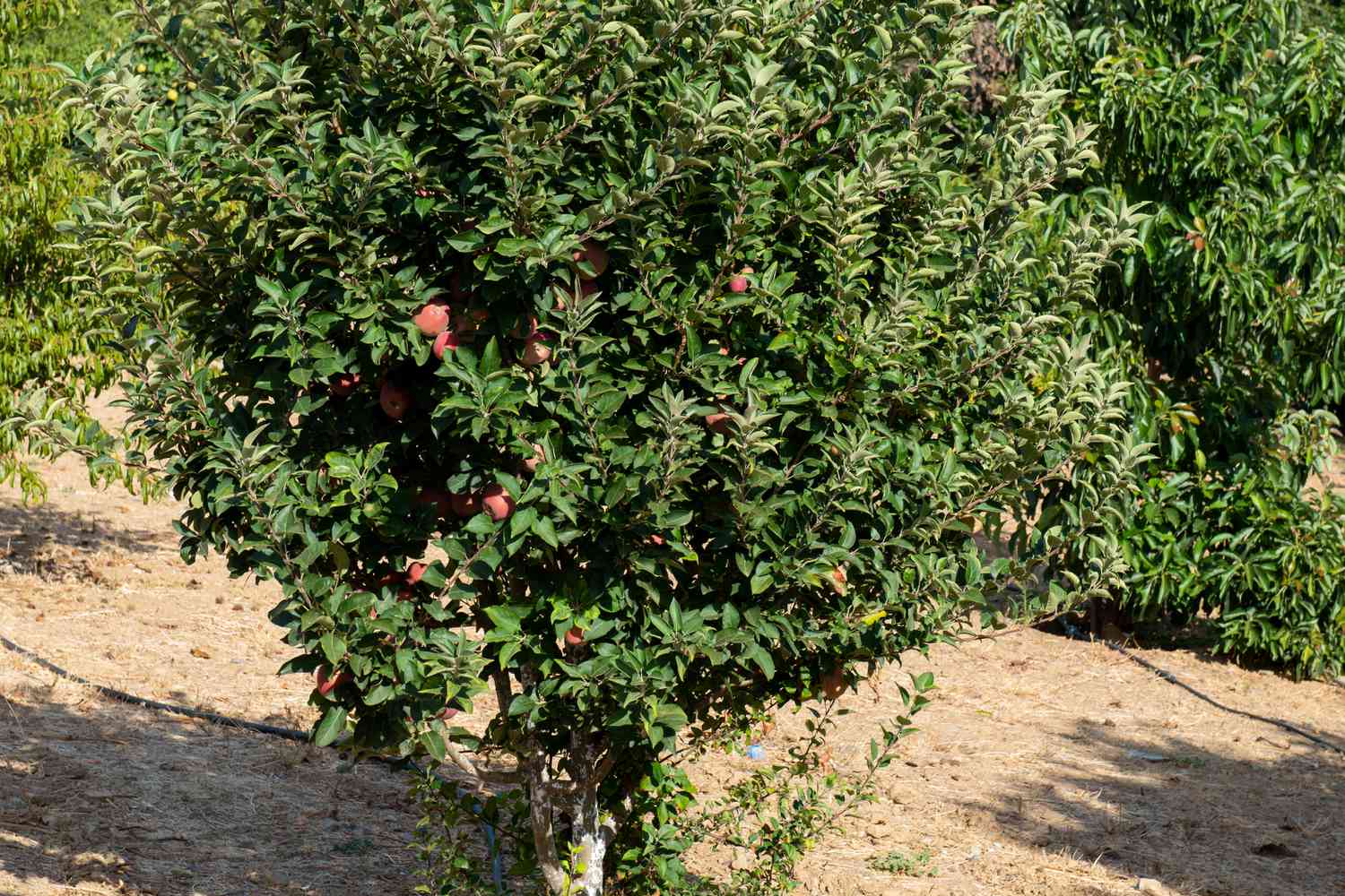 Geschnittener Apfelbaum mit senkrecht wachsenden Ästen und hängenden roten Äpfeln