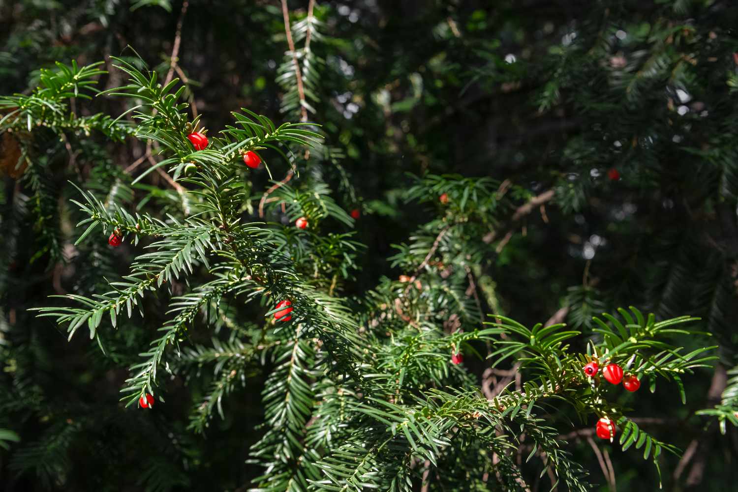 Japanischer Eibenzweig mit immergrünen Nadeln und roten Zierfrüchten im Sonnenlicht