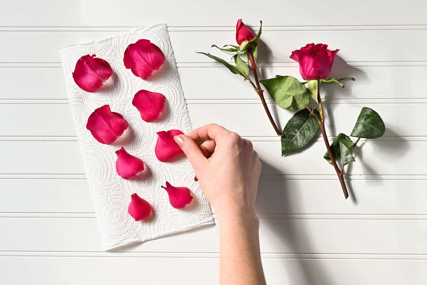 Rosa Rosenblütenblätter auf Küchenpapier