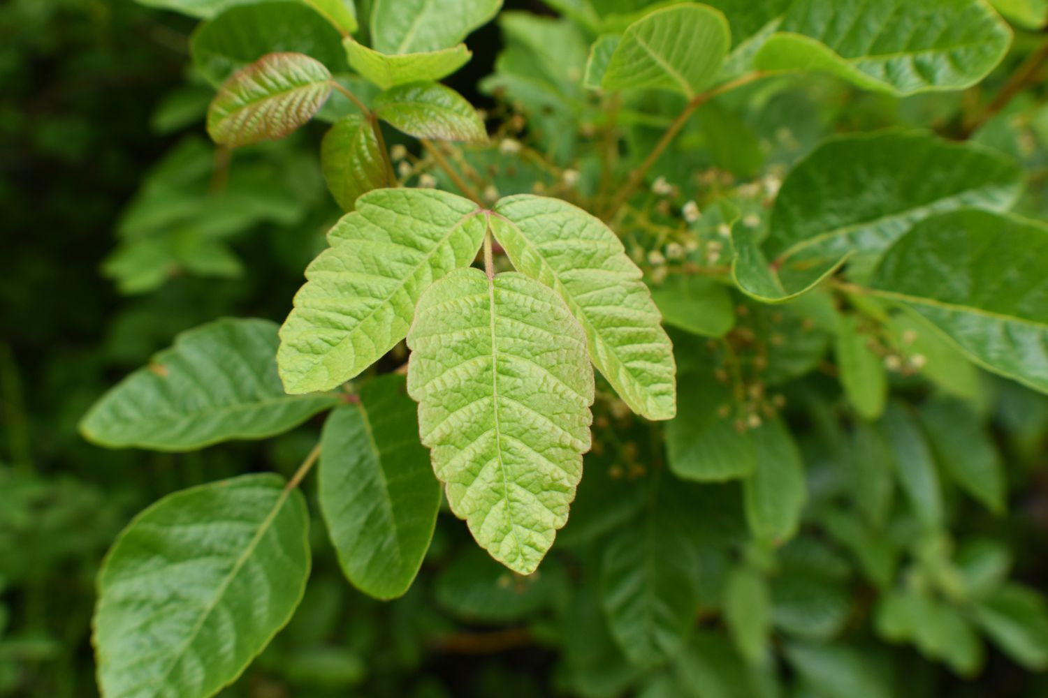 Perfil da planta Poison Oak