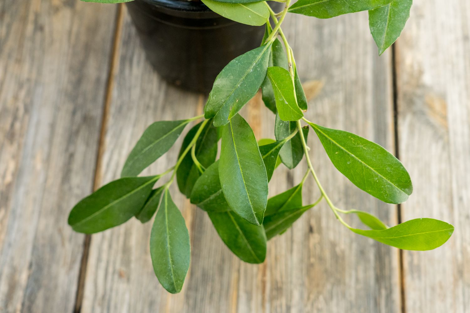 Planta de erva-mate (Ilex paraguariensis): Guia de cuidados e cultivo