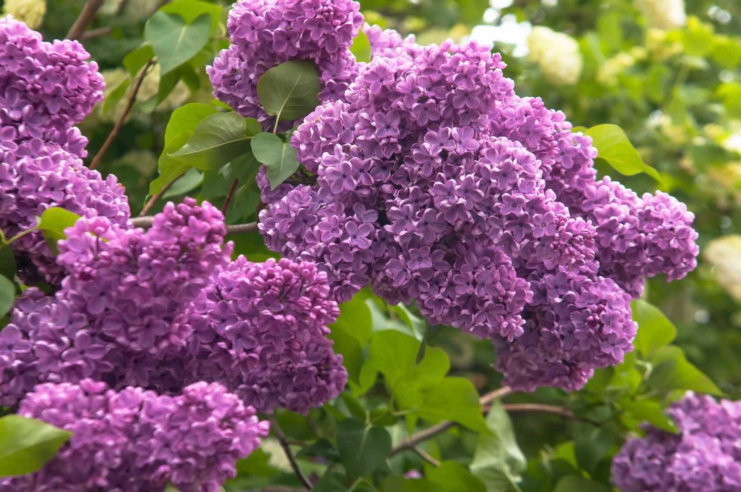 Consejos para cultivar la lila común (Syringa vulgaris) en el jardín