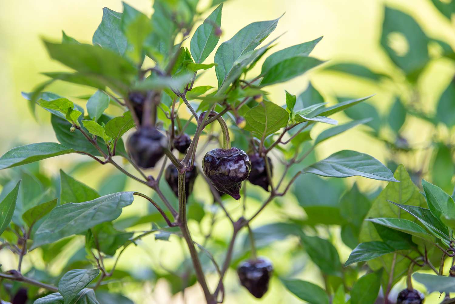 Planta ornamental de pimiento ramas con pimientos redondeados de color morado intenso colgando