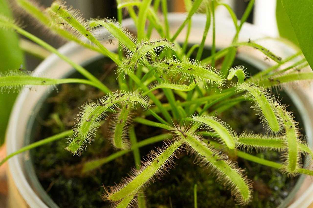 Mosquitos de fungos cobrindo a planta de casa