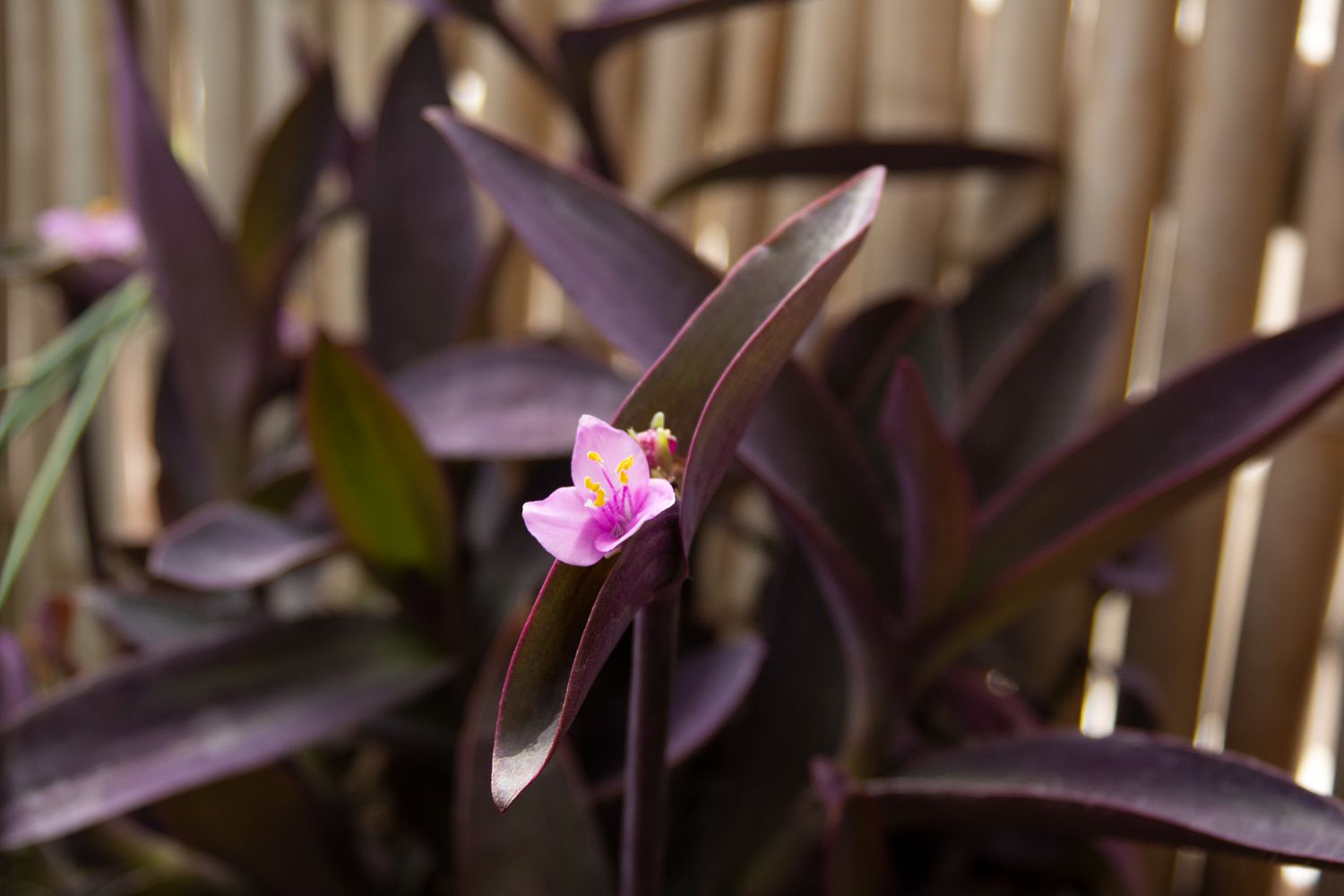 Planta de oído púrpura con hojas de color púrpura real que rodean una pequeña flor rosa