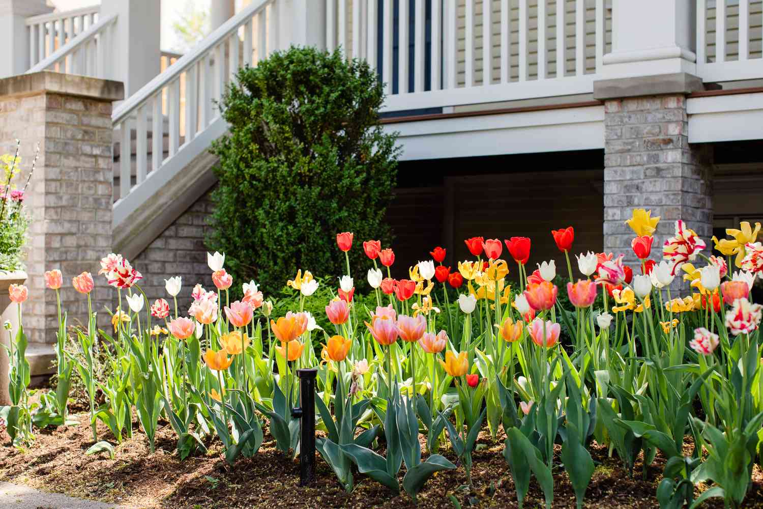 Rote, orangefarbene und weiße Tulpen im Vorgarten des Hauses