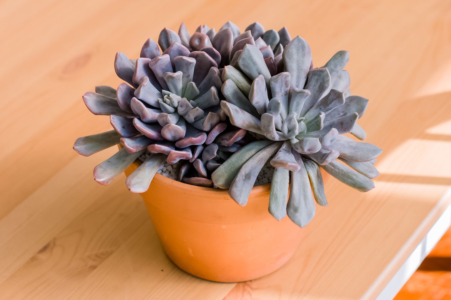 closeup of topsy debbie succulent