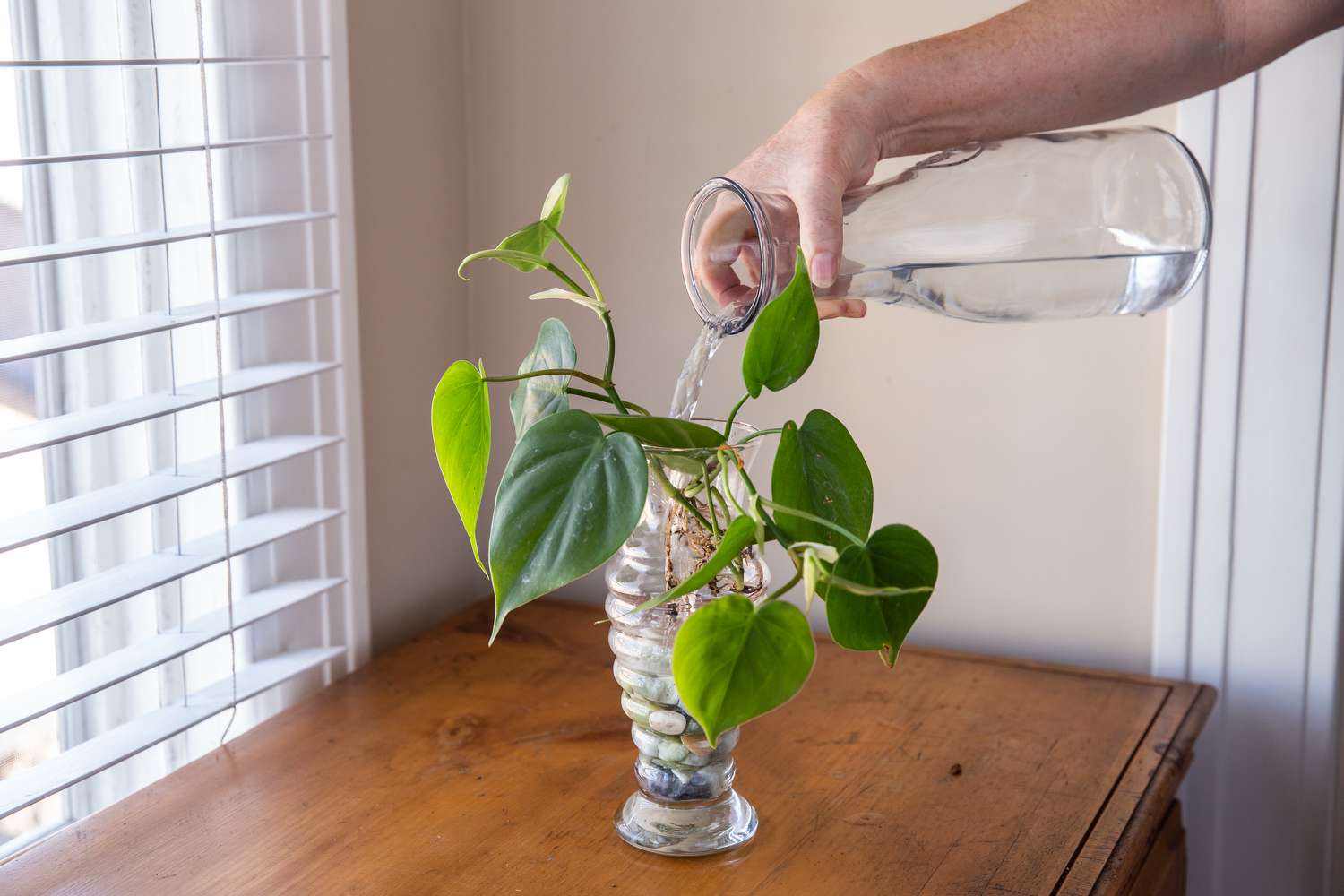 Vaso de vidro com planta pothos cheia de água