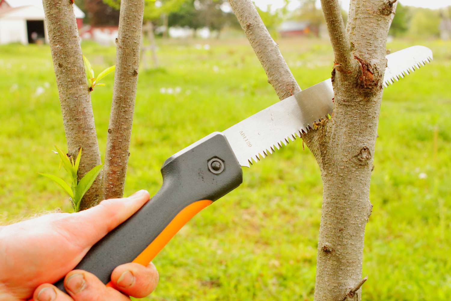 Scaffold branch being cut off peach tree with pruning saw