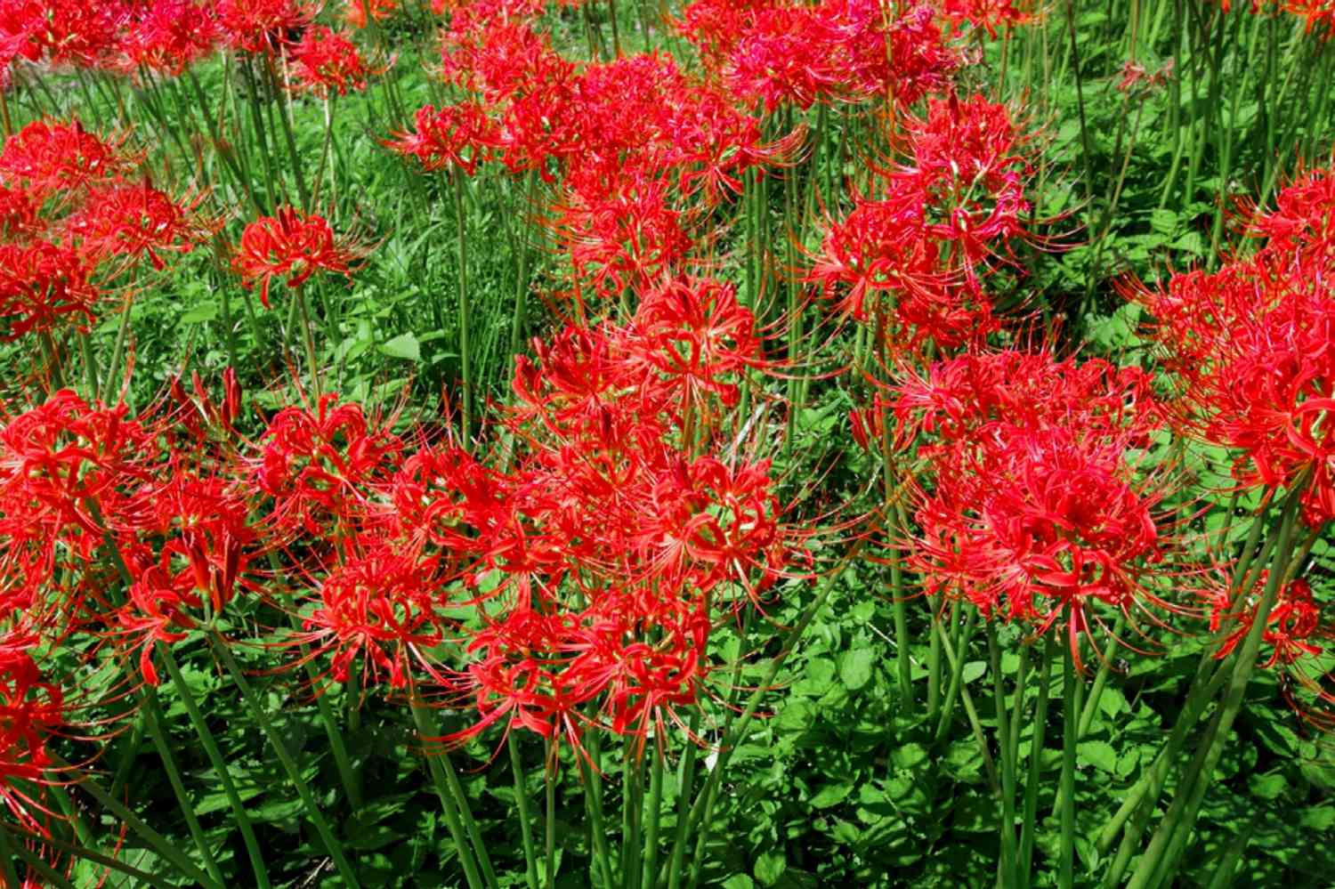 Spinnenlilienpflanzen mit langen dicken Stängeln und leuchtend roten Staubgefäßen und spinnenartigen Blütenblättern