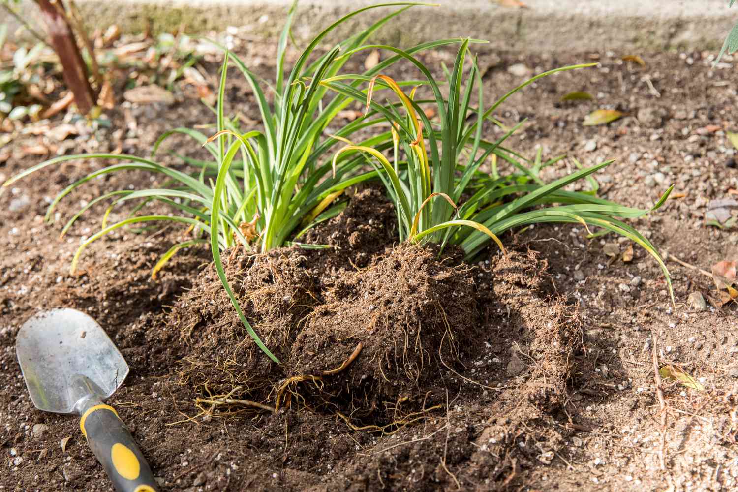 Taglilien geteilt auf der Erde neben der Handschaufel zum Umpflanzen