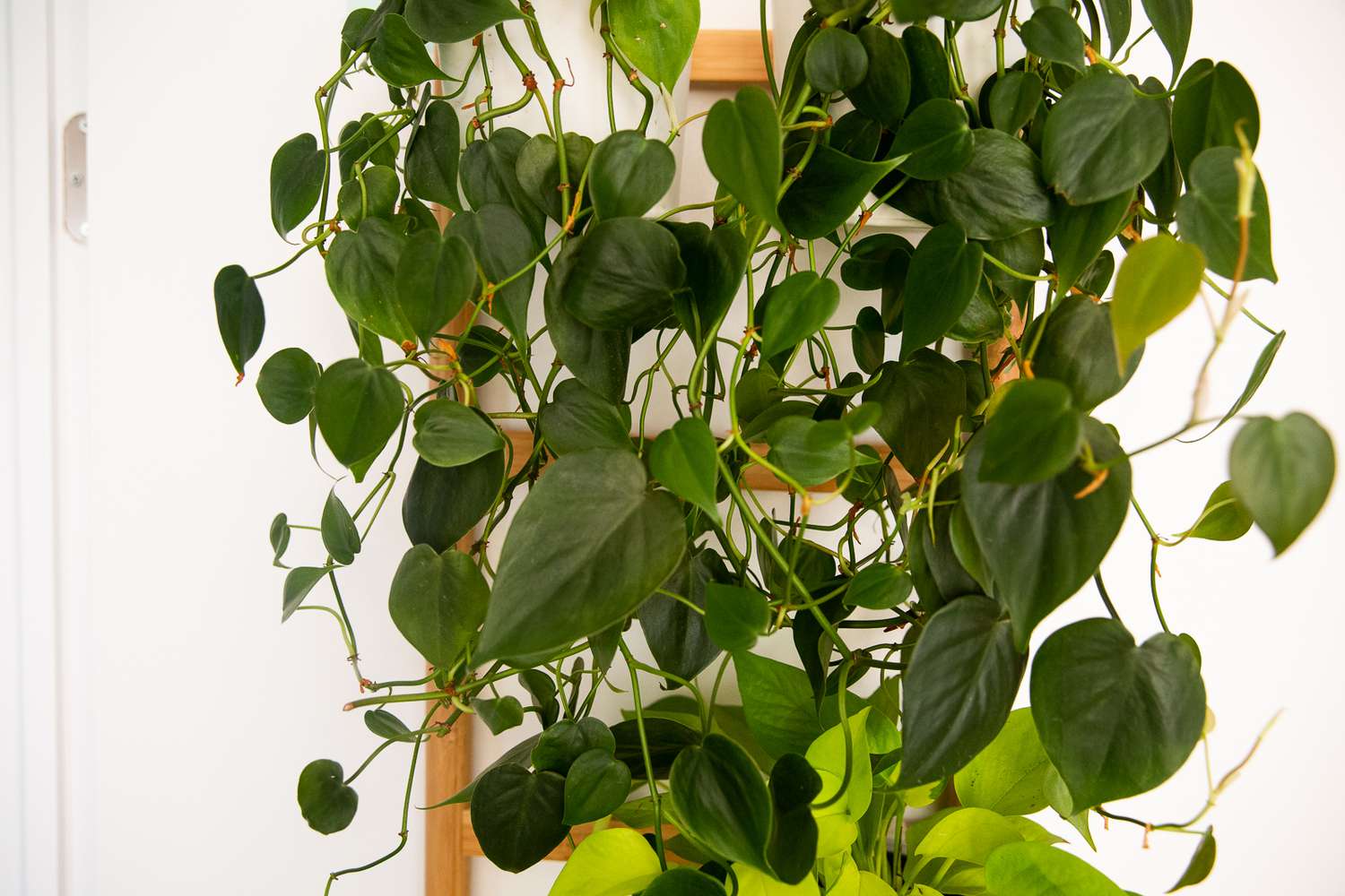 Planta filodendro hoja de corazón con hojas en forma de corazón colgando sobre jardinera