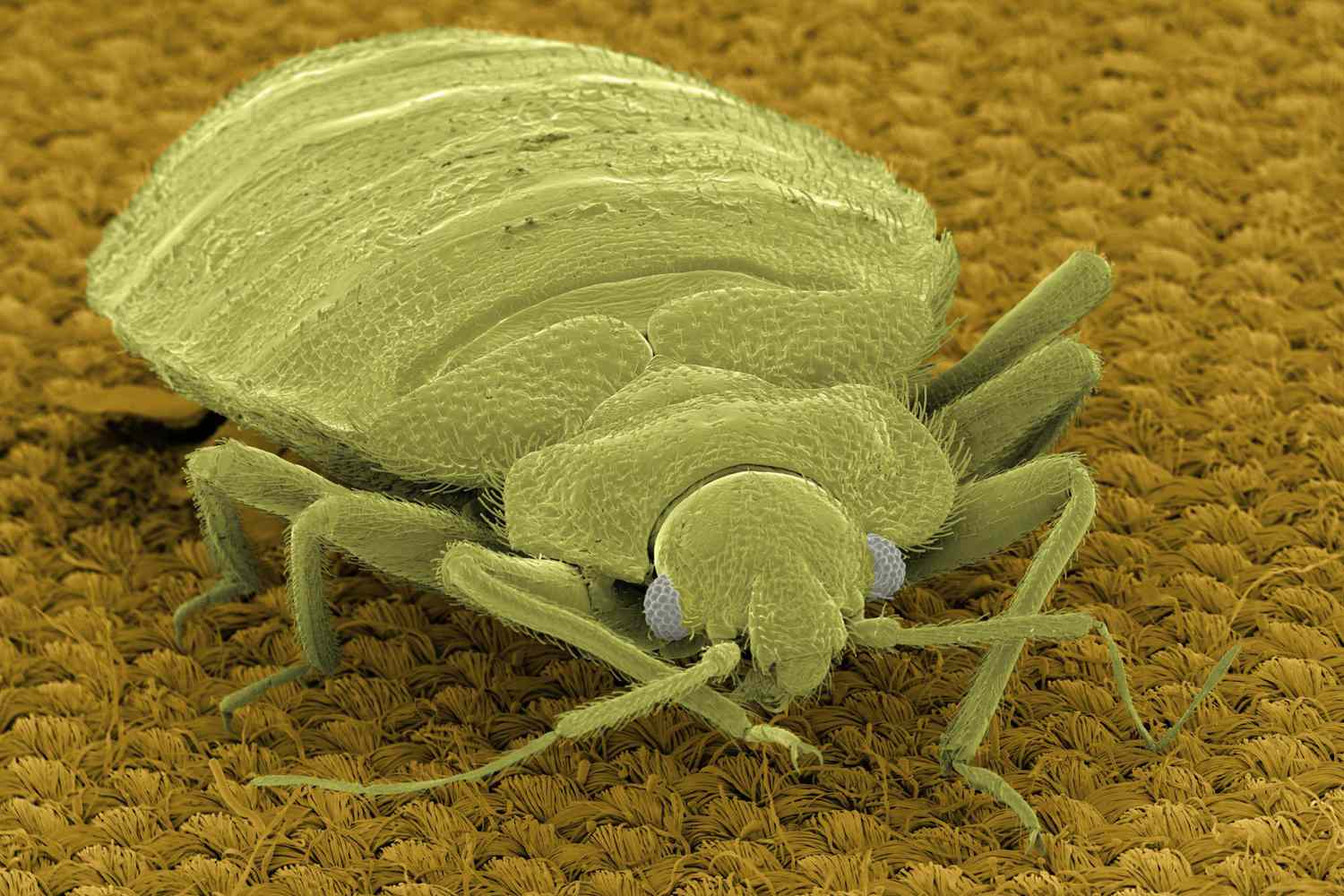 SEM Micrograph of bedbug on fabric