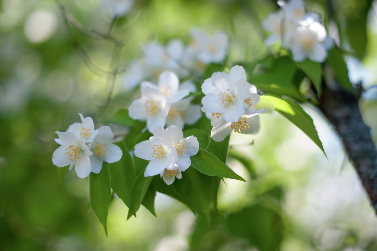 mock orange shrub