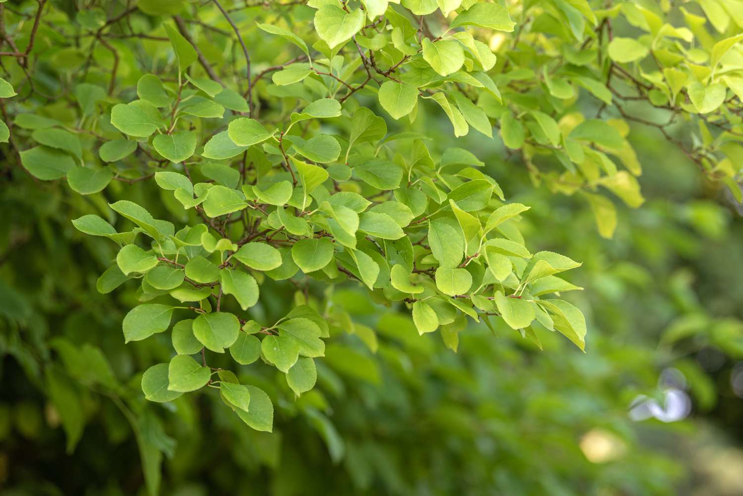 Vignes douces-amères orientales avec feuilles rondes vert clair pendantes
