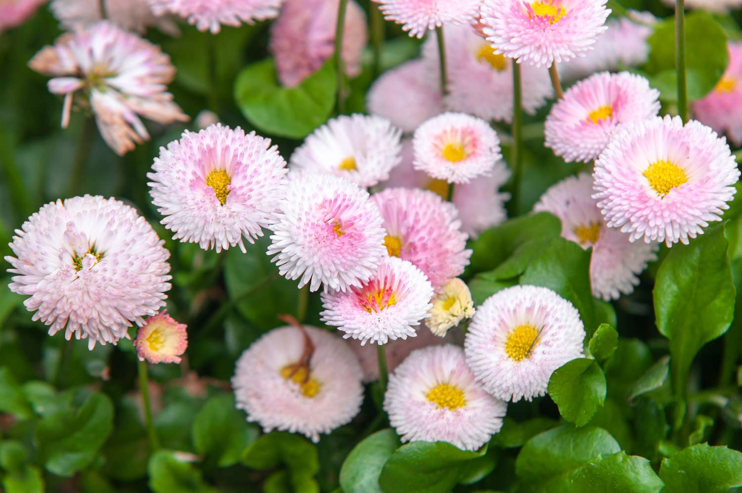 Englisches Gänseblümchen mit rosa Blüten in der Mitte