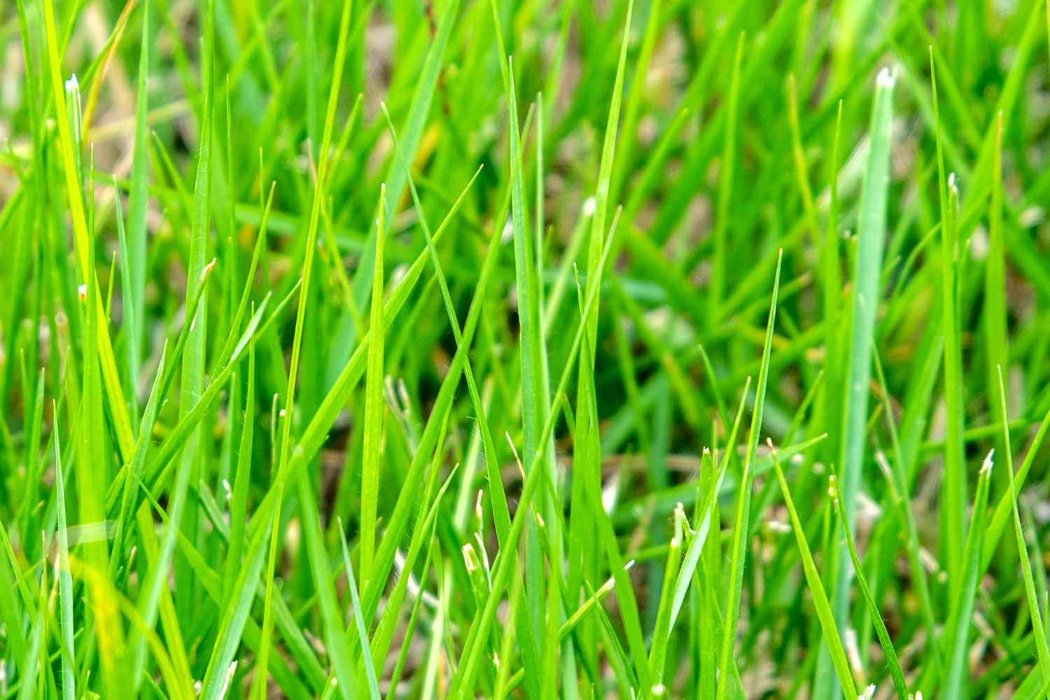 Zoysia grass bright green blades closeup
