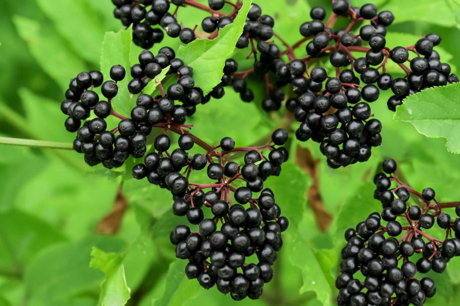 Holunderbeeren im Wachstum