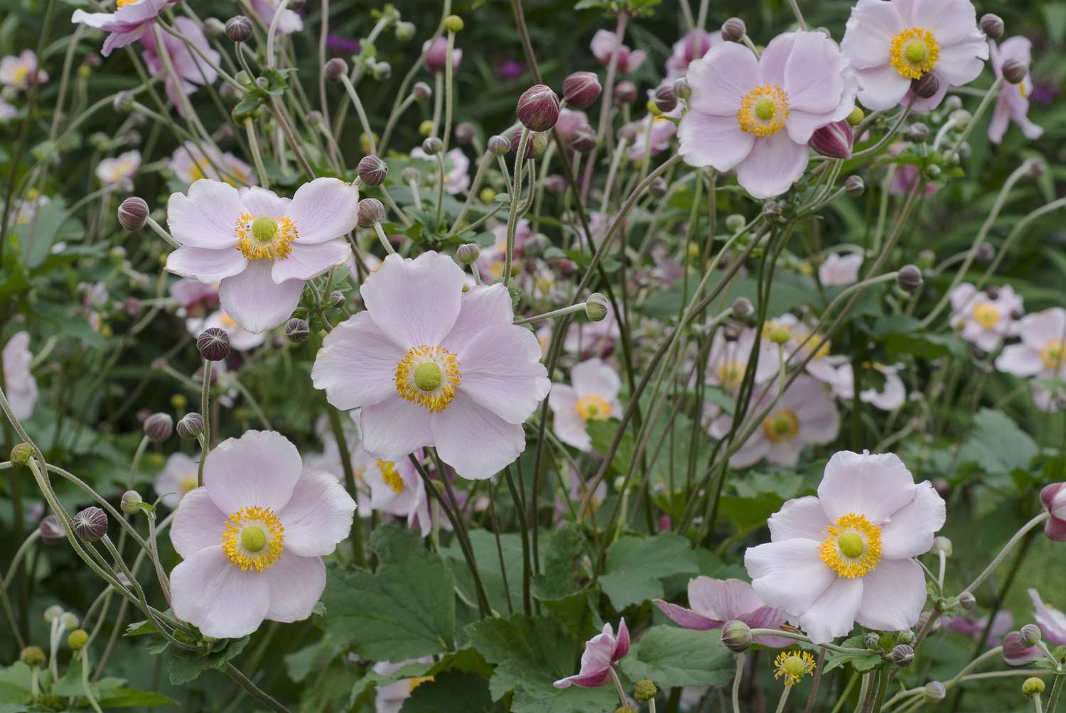 'Richard Ahrens' Anemonen mit blassrosa Blütenblättern