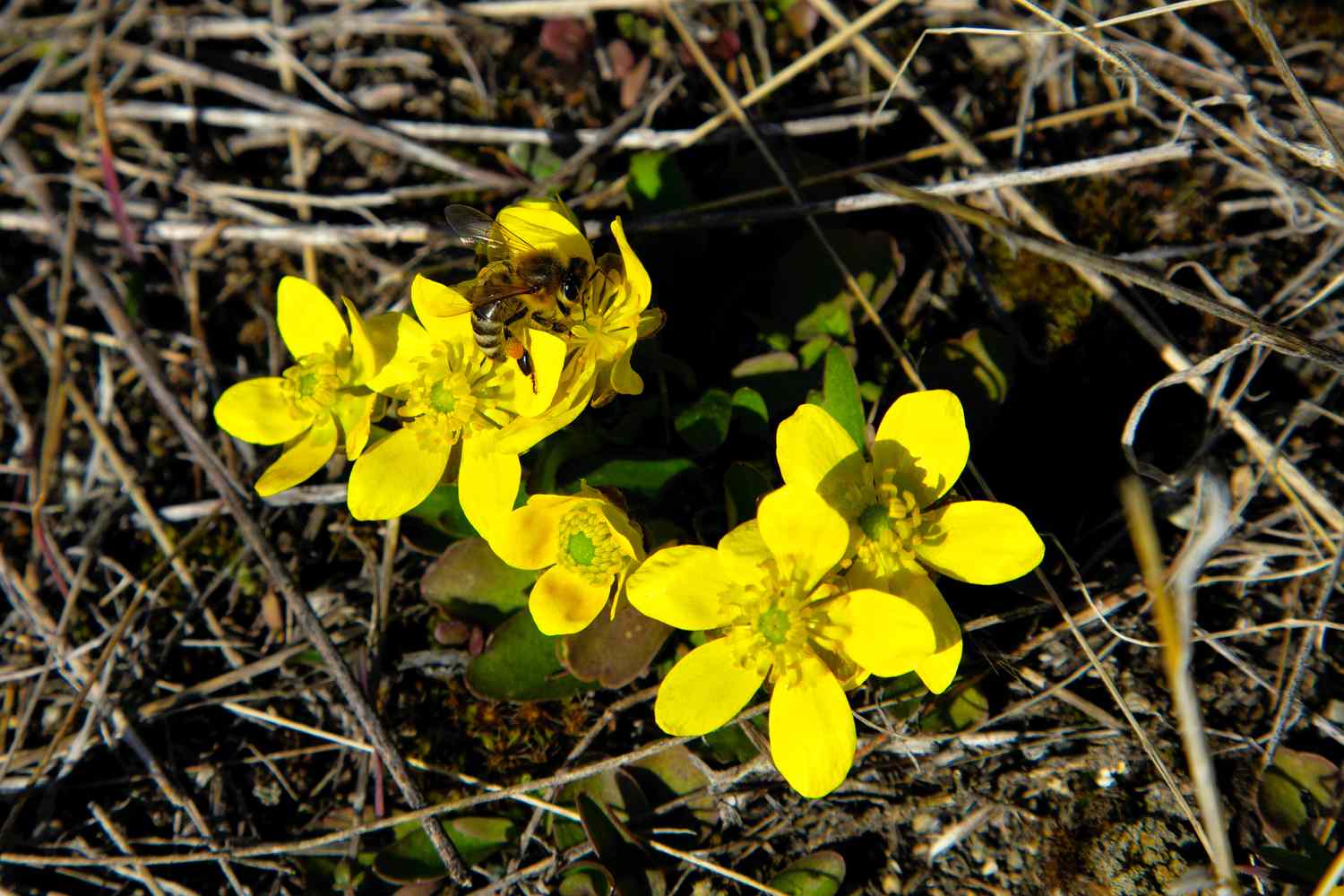 Sumpfbinsen-Hahnenfuß (Ranunculus glaberrimus)