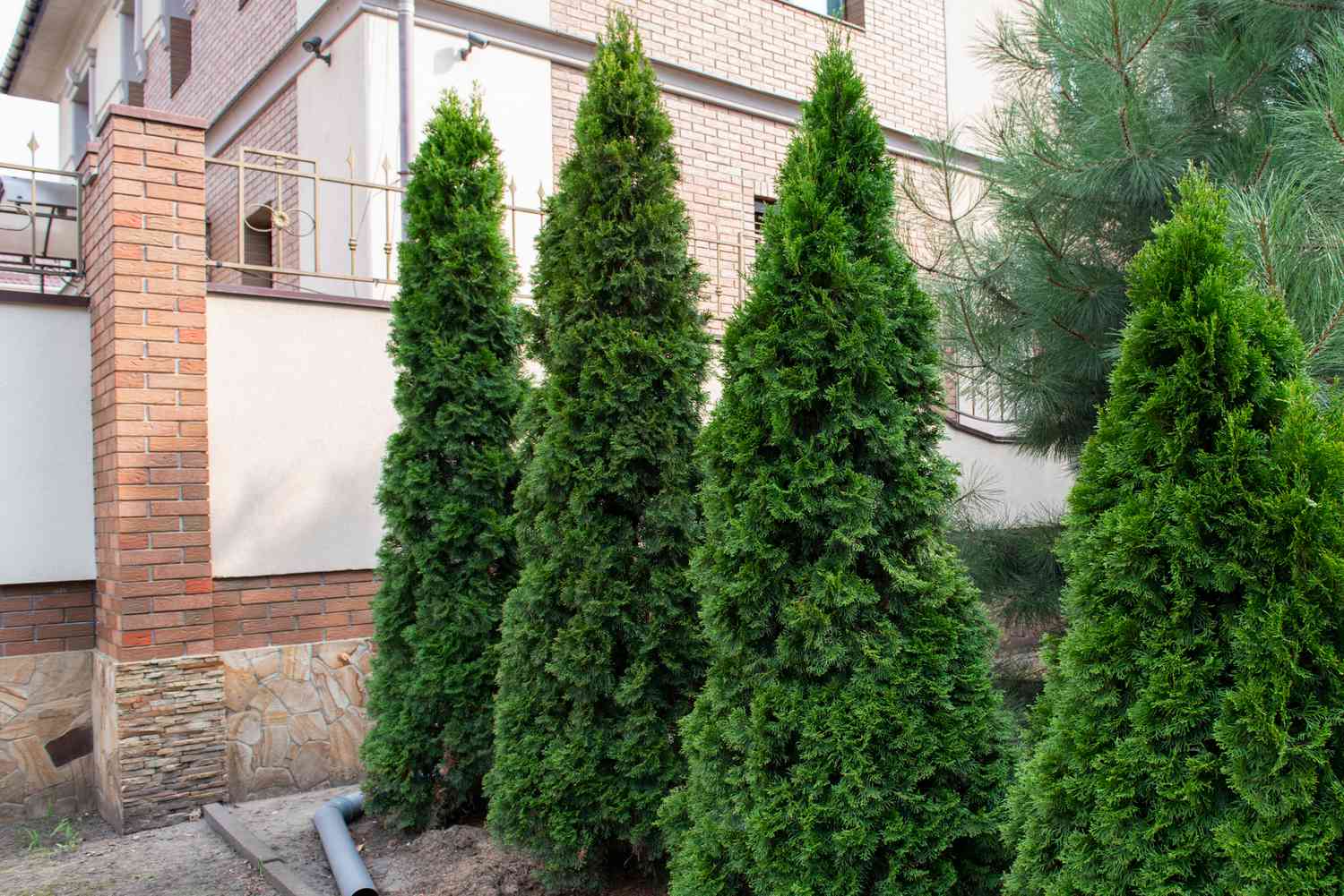 Árvores de arborvitae do polo norte alinhadas lado a lado e aparadas em formas colunares ao lado do edifício