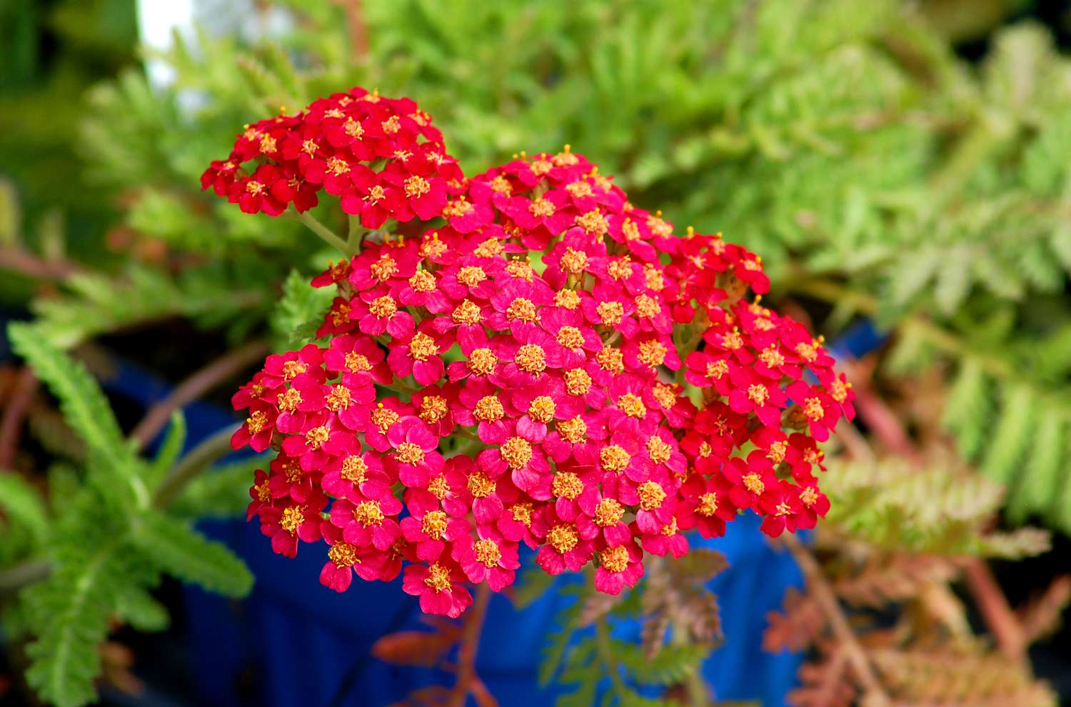 Paprika (Bild) ist eine rote Schafgarbenart. Die Pflanze ist auch unter dem Namen Achillea bekannt.