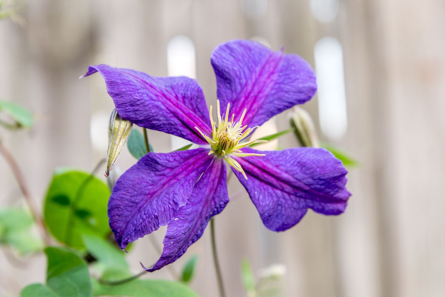 Jackman's clematis