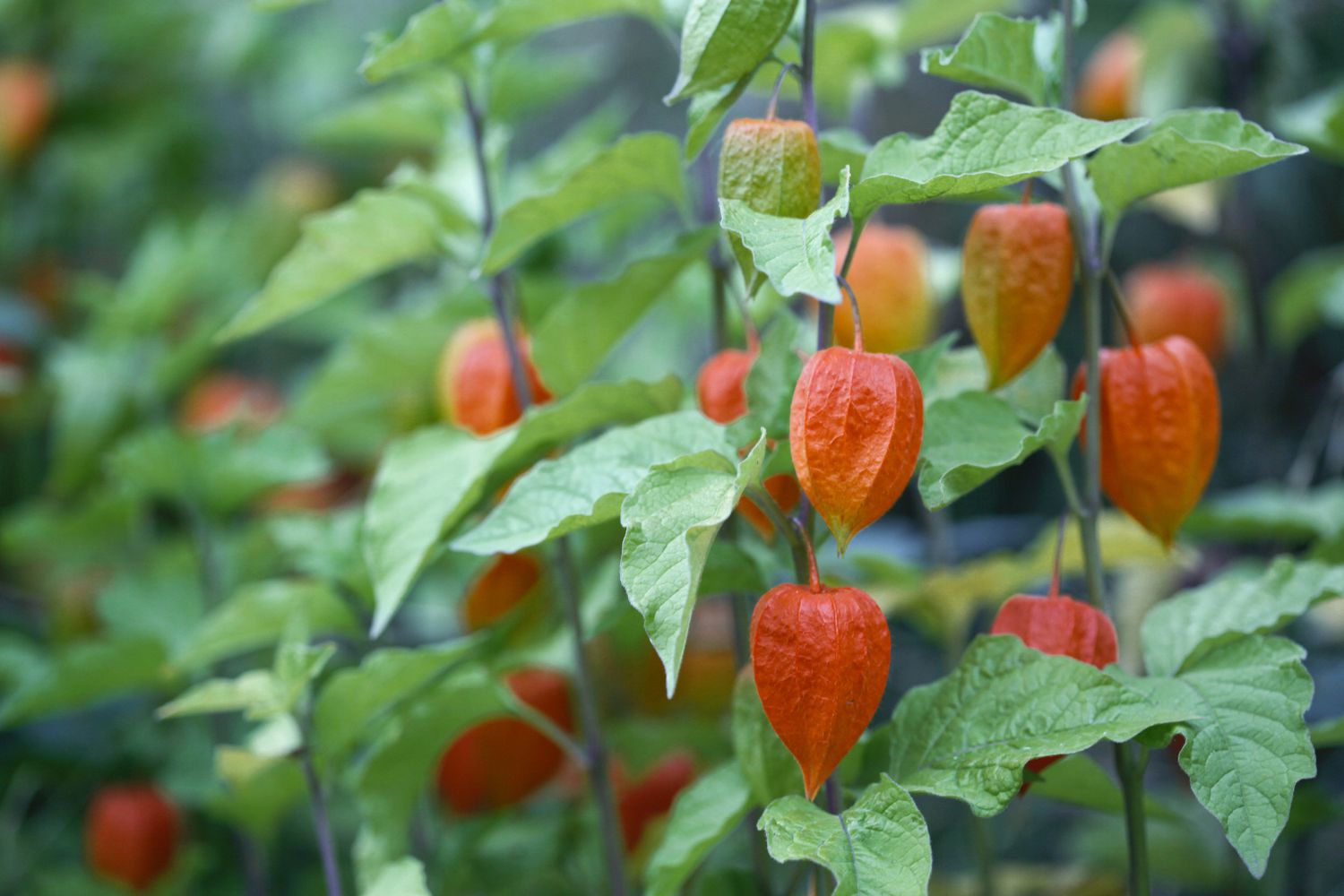 Physalis-Pflanzen, oder Kapstachelbeeren