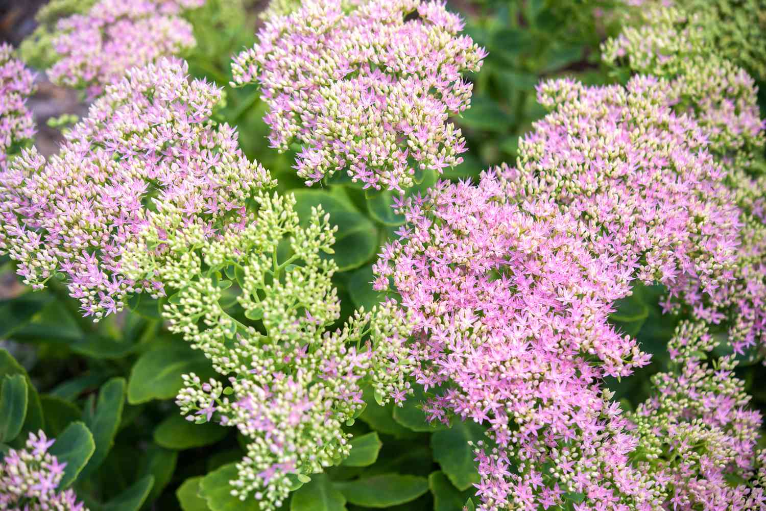 Sedum-Pflanze mit winzigen rosa Blütenbüscheln und grünen Knospen