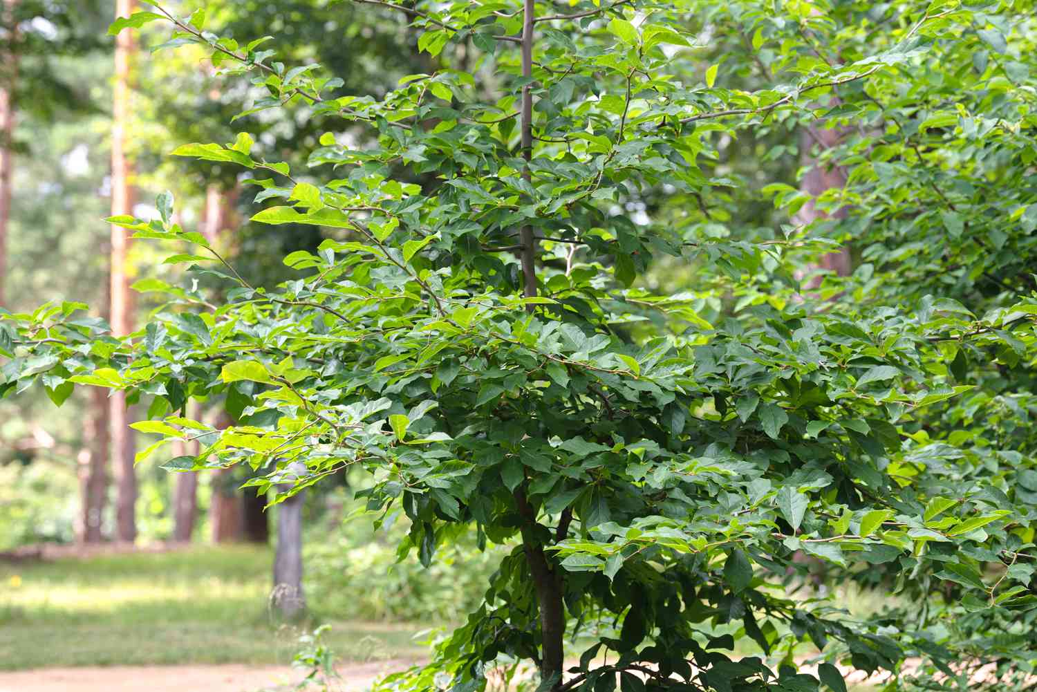 Árbol de eucalipto negro con ramas largas y hojas verdes brillantes en zona boscosa