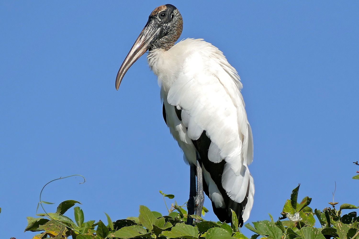 Wood Stork