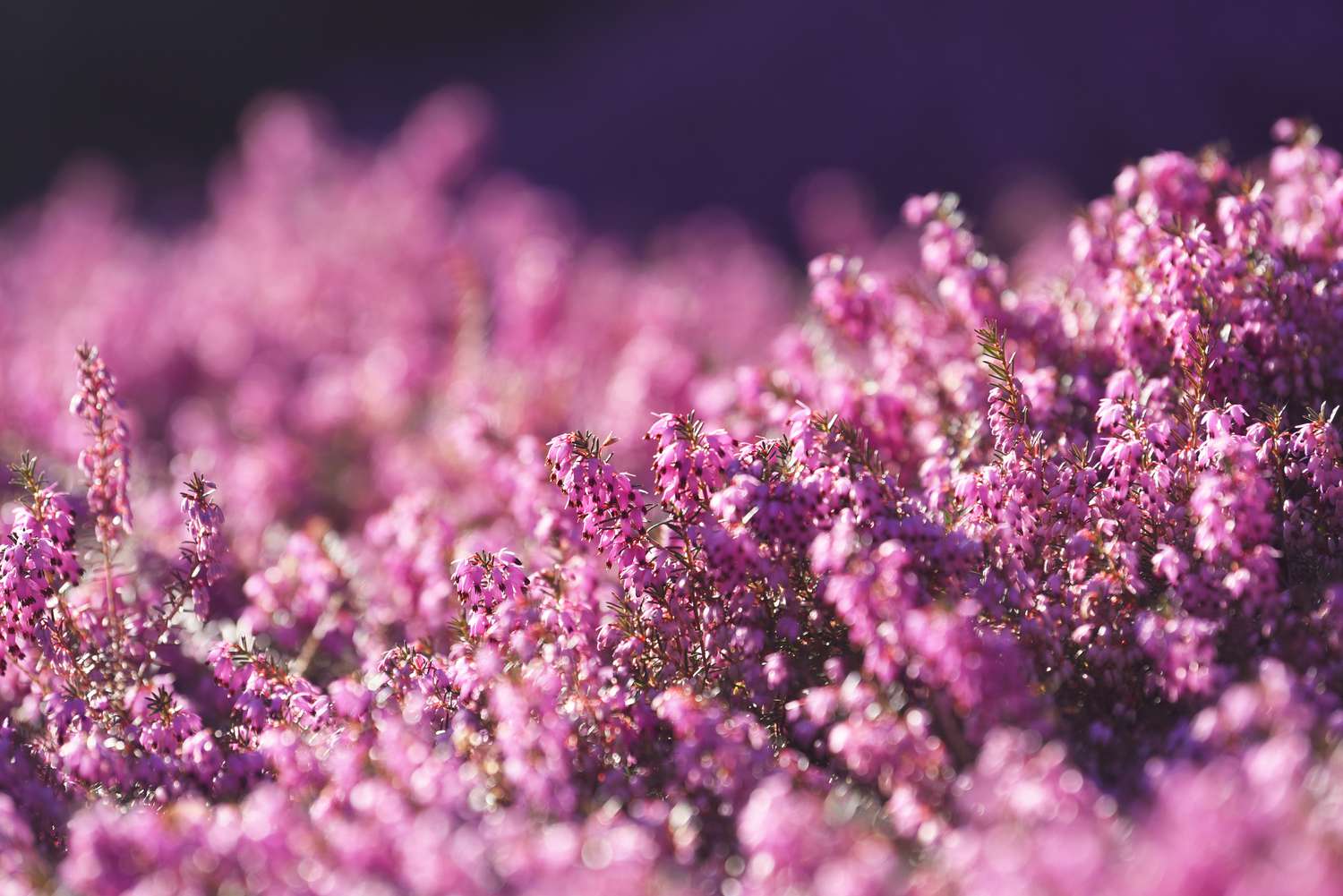 Planta de urze de inverno com pequenas flores cor-de-rosa em hastes semelhantes a agulhas