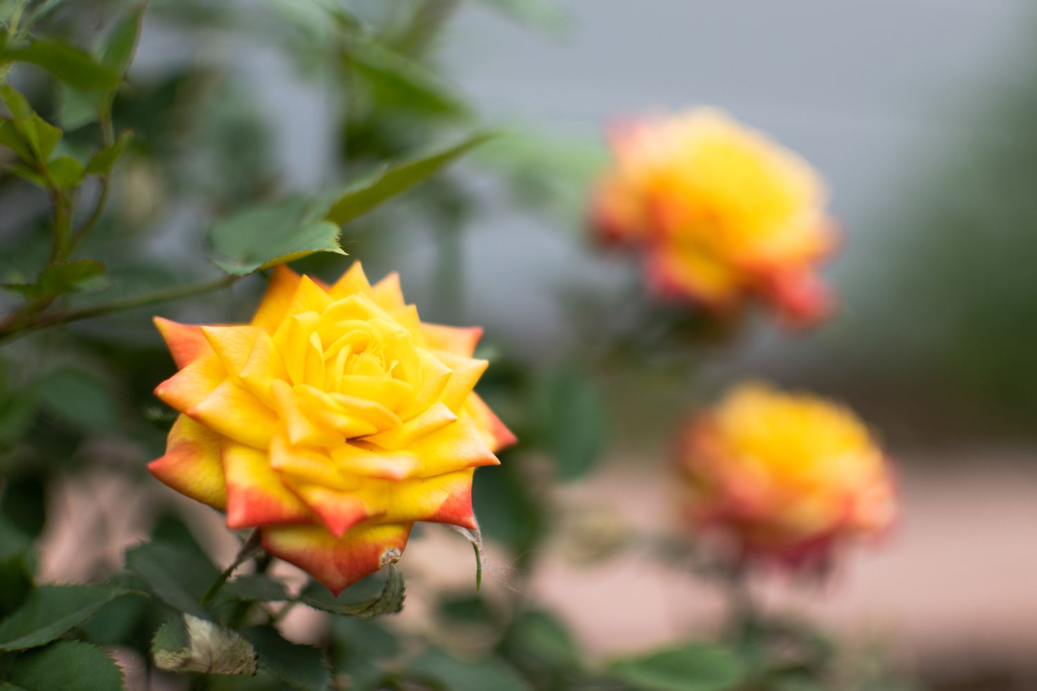 Wie man sich auf die Rosenblüte vorbereitet