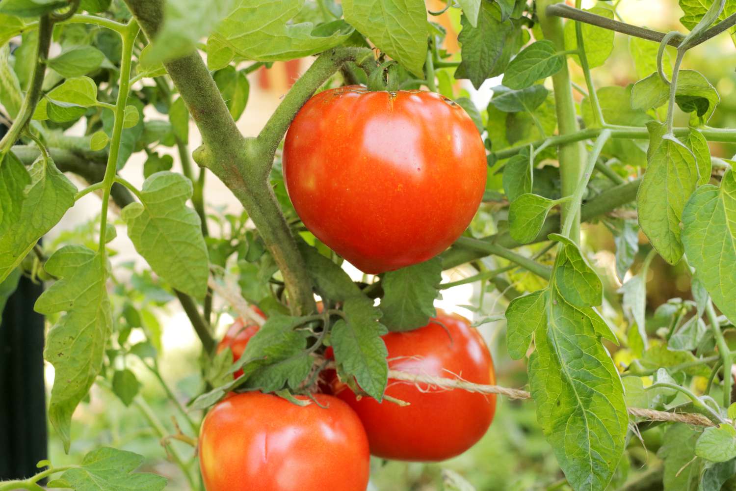 Anbau und Pflege von Celebrity-Tomaten