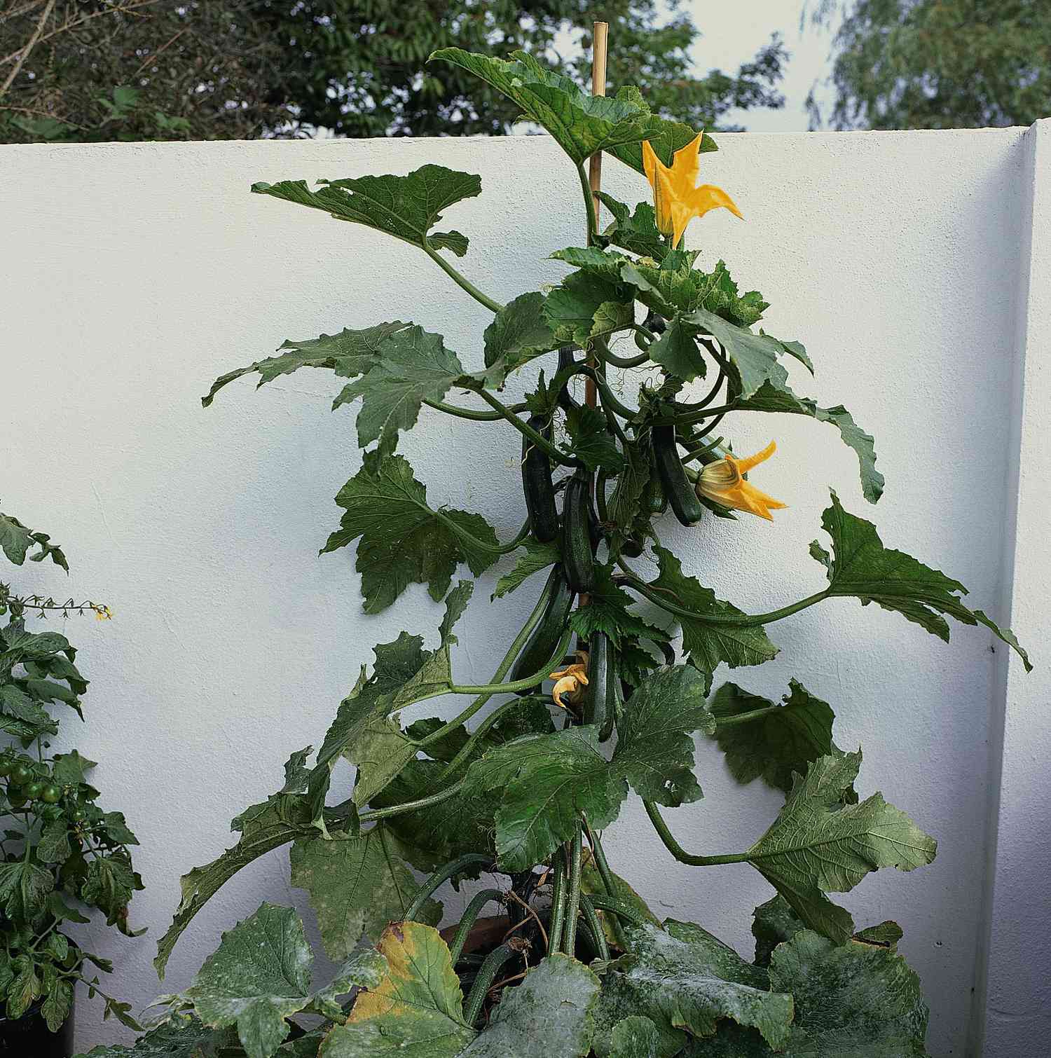 Kletterzucchini 'Black Forest' F1 Hybrid