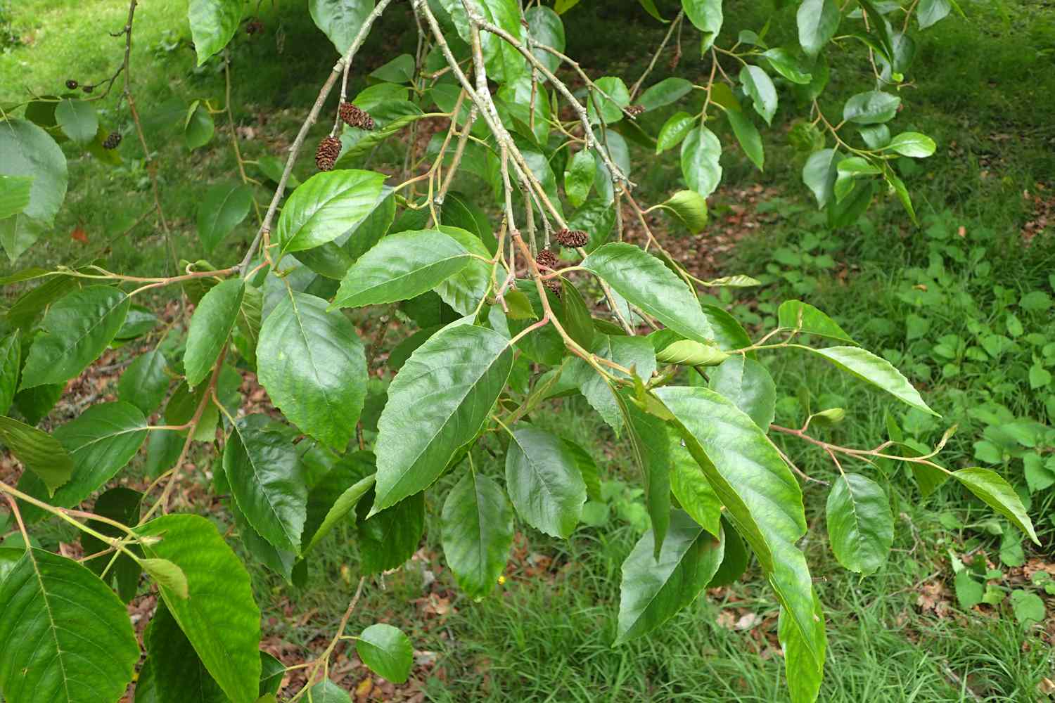 Aliso del Himalaya alnus nitida