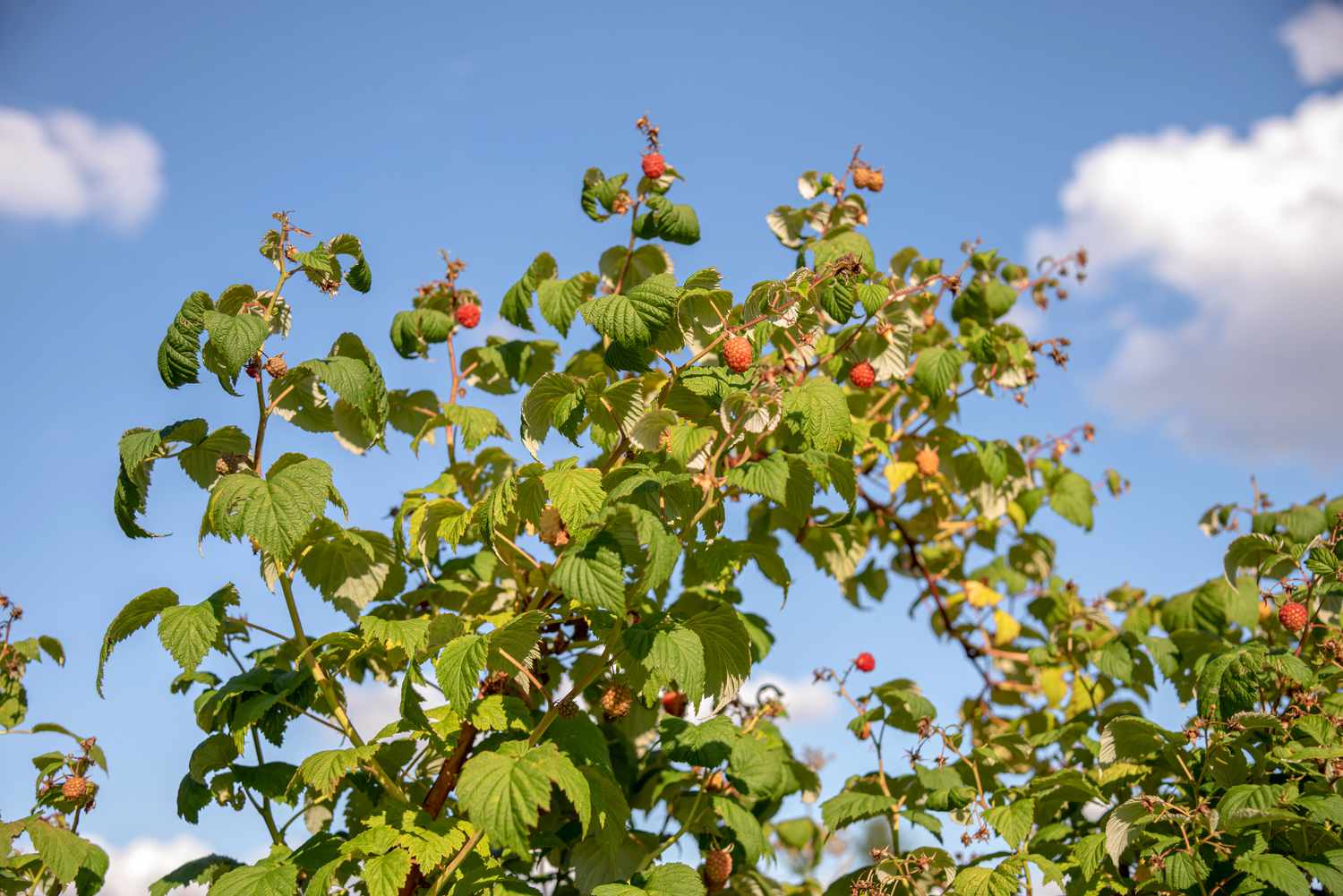 Wilder Himbeerstrauch mit hohen Stämmen und kleinen Beeren an den Enden